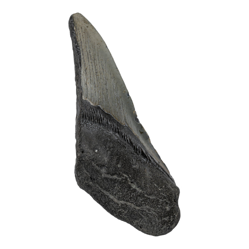 Real Megalodon Tooth - Half