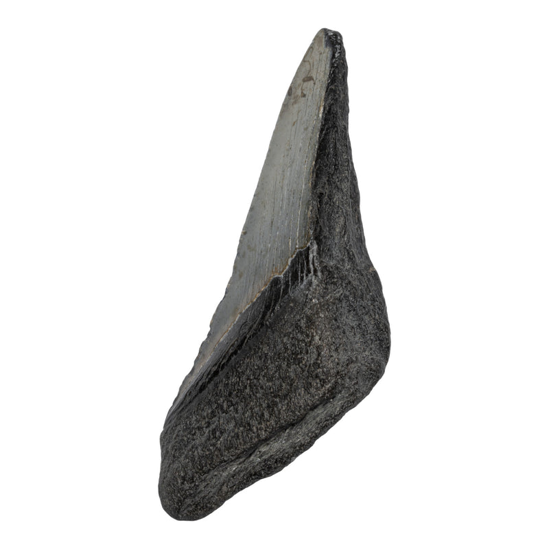 Real Megalodon Tooth - Half