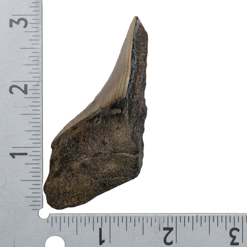 Real Megalodon Tooth - Half