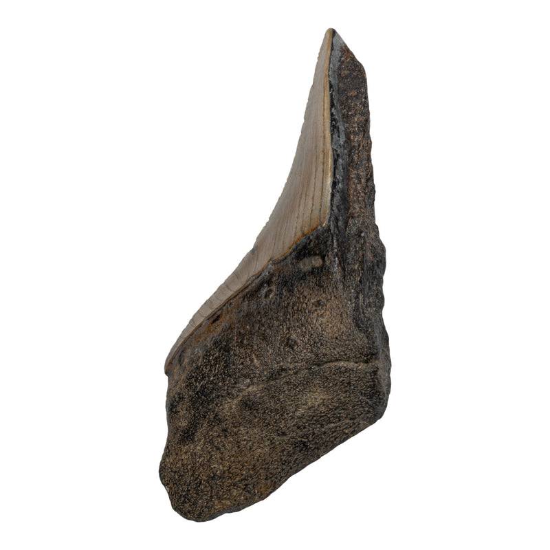 Real Megalodon Tooth - Half