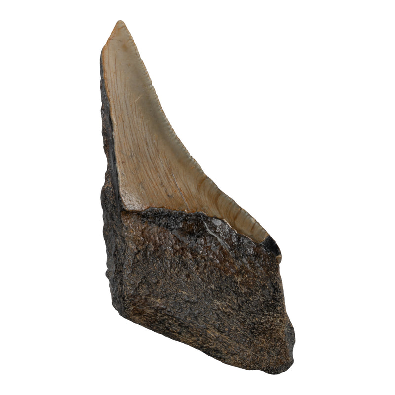 Real Megalodon Tooth - Half
