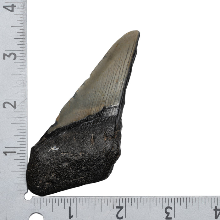 Real Megalodon Tooth - Half