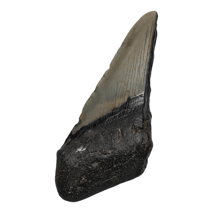 Real Megalodon Tooth - Half
