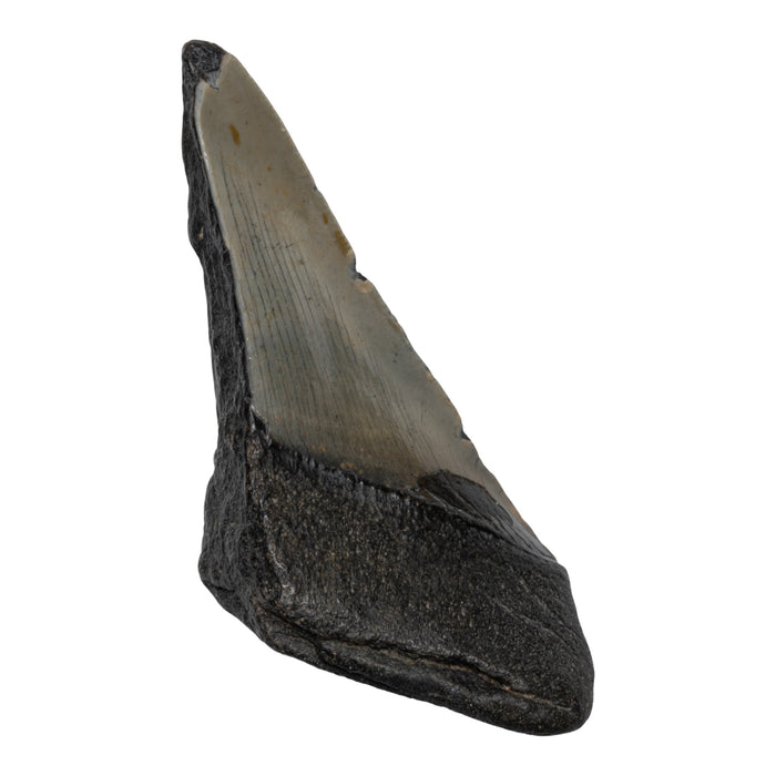 Real Megalodon Tooth - Half