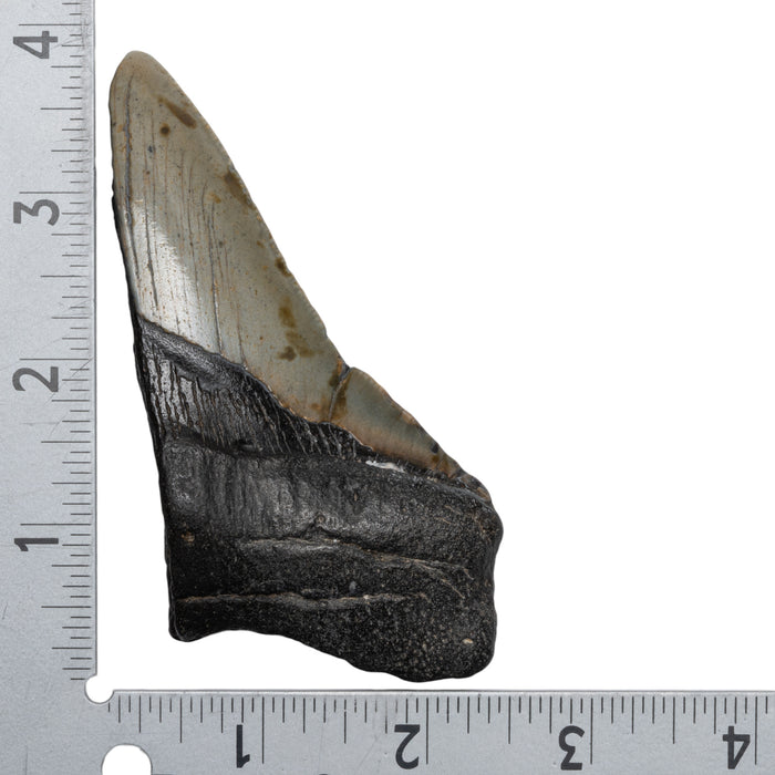 Real Megalodon Tooth - Half
