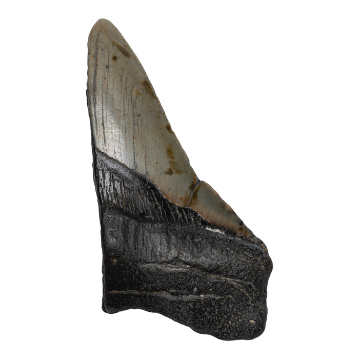 Real Megalodon Tooth - Half
