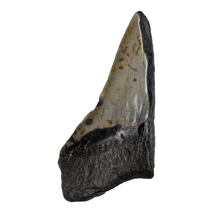 Real Megalodon Tooth - Half