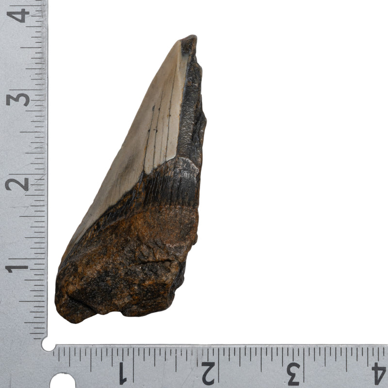 Real Megalodon Tooth - Half
