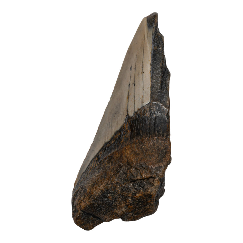 Real Megalodon Tooth - Half