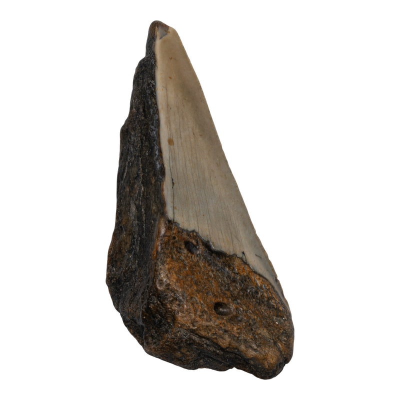 Real Megalodon Tooth - Half