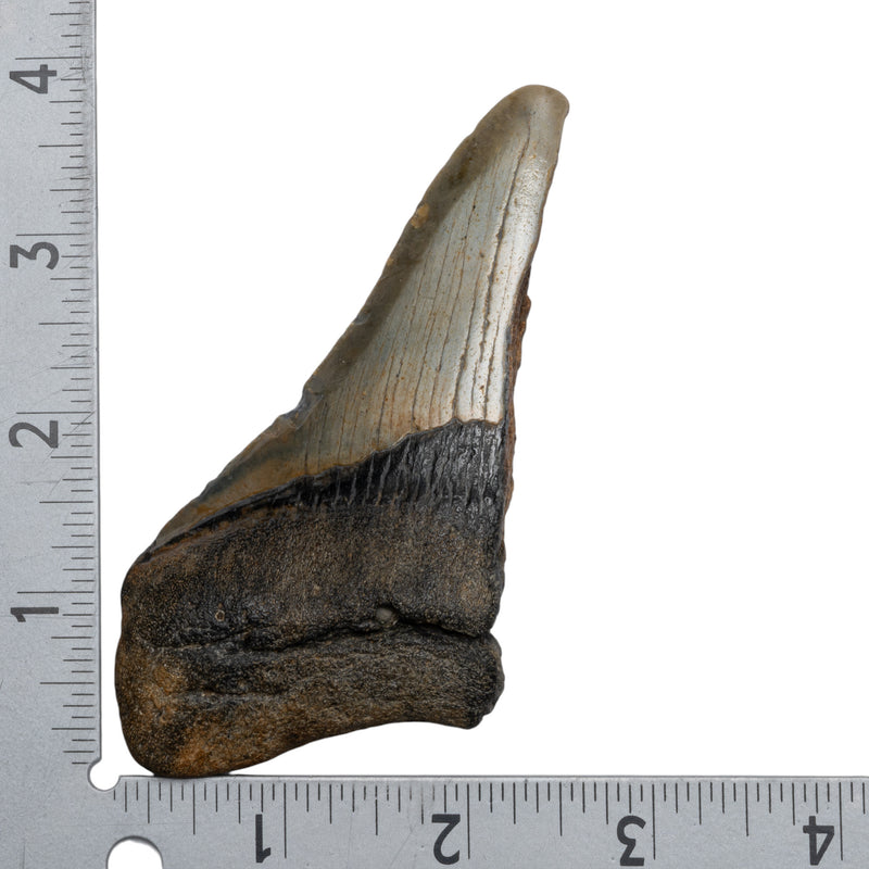 Real Megalodon Tooth - Half