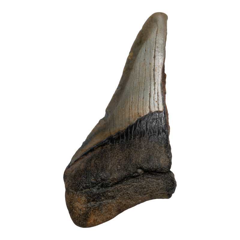 Real Megalodon Tooth - Half