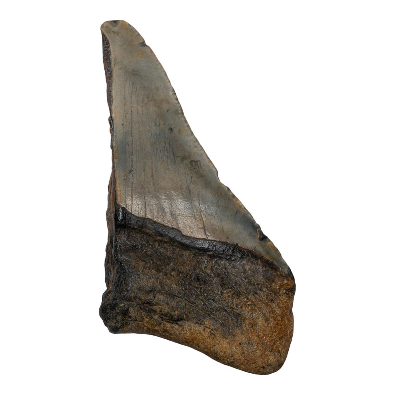 Real Megalodon Tooth - Half