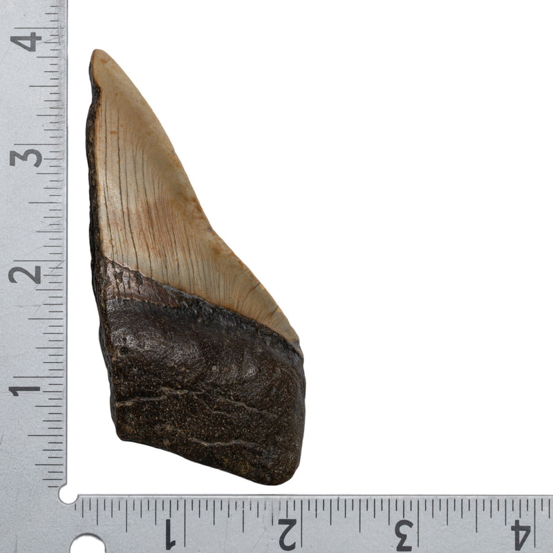 Real Megalodon Tooth - Half
