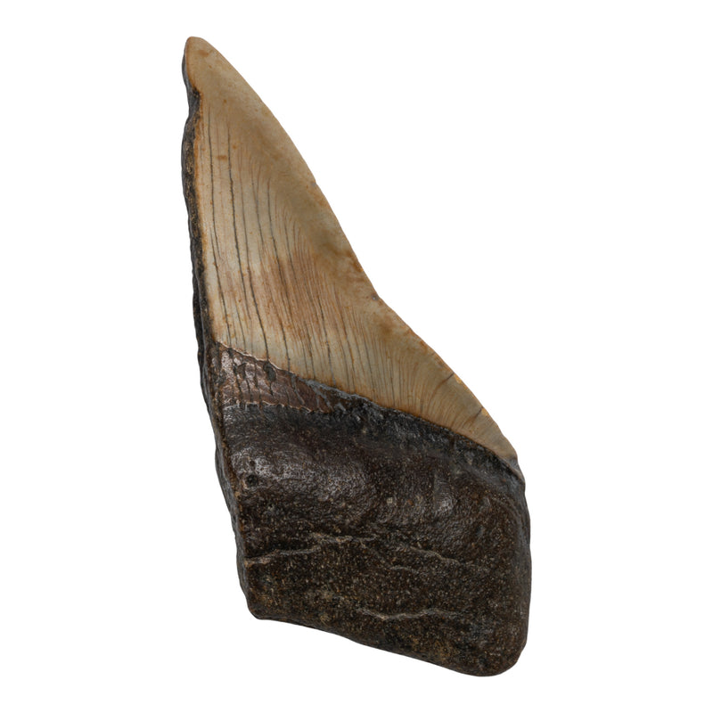Real Megalodon Tooth - Half
