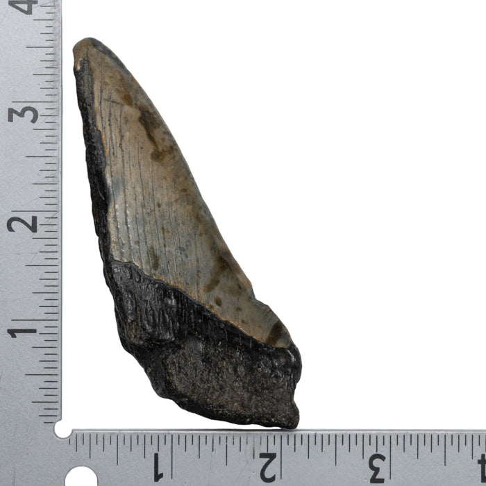Real Megalodon Tooth - Half