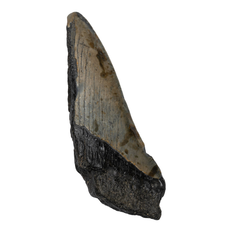 Real Megalodon Tooth - Half