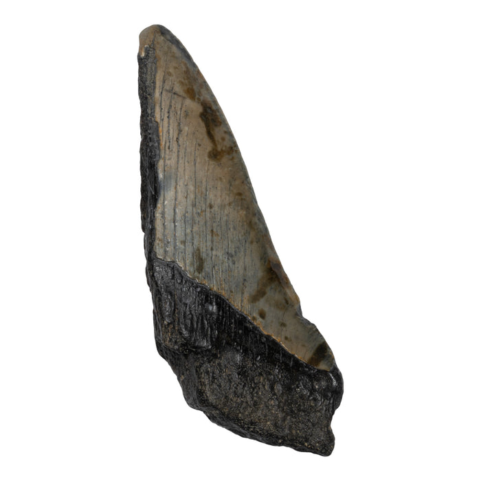 Real Megalodon Tooth - Half