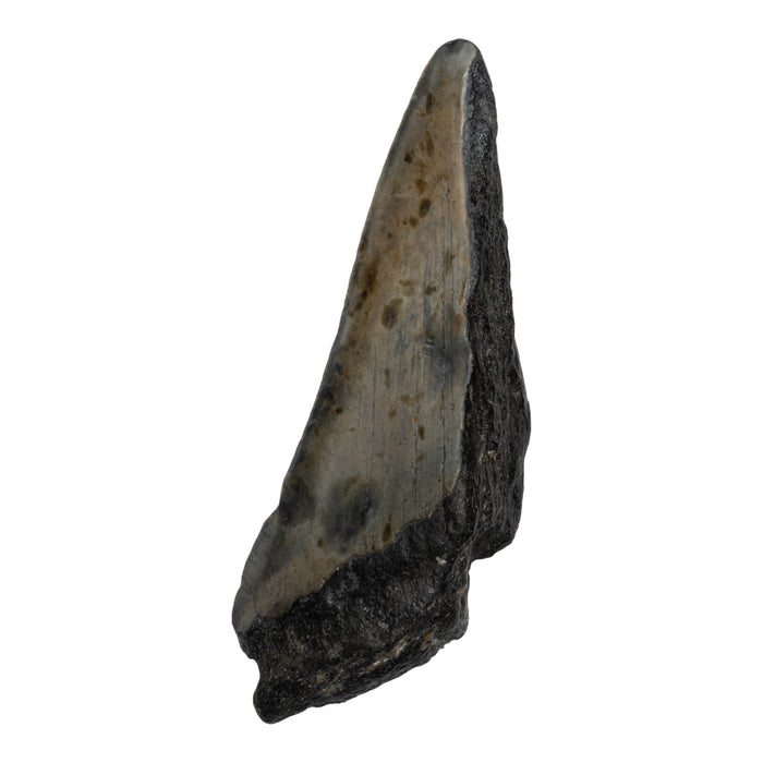 Real Megalodon Tooth - Half