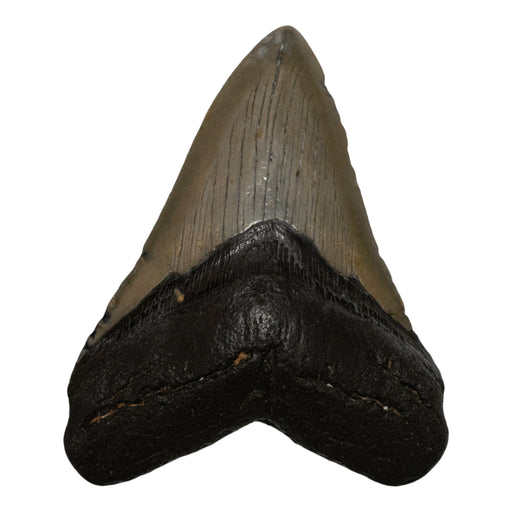 Real Megalodon Tooth
