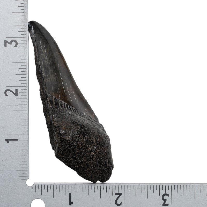 Real Megalodon Tooth - Half