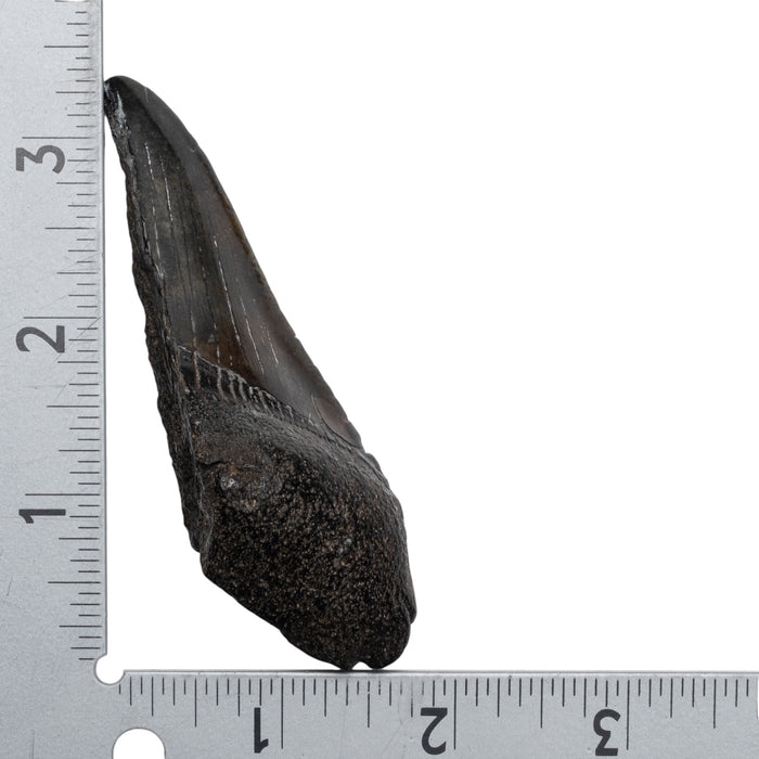 Real Megalodon Tooth - Half