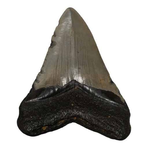 Real Megalodon Tooth