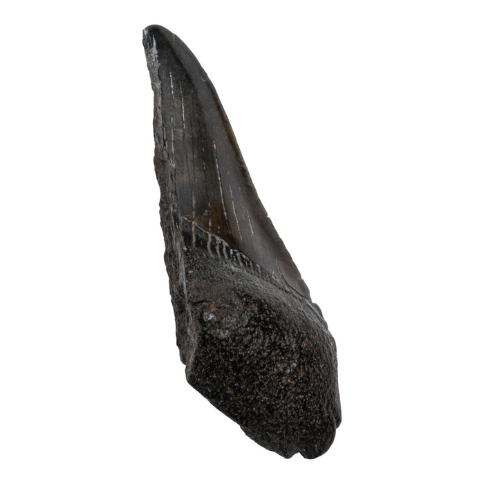 Real Megalodon Tooth - Half
