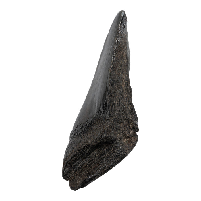 Real Megalodon Tooth - Half