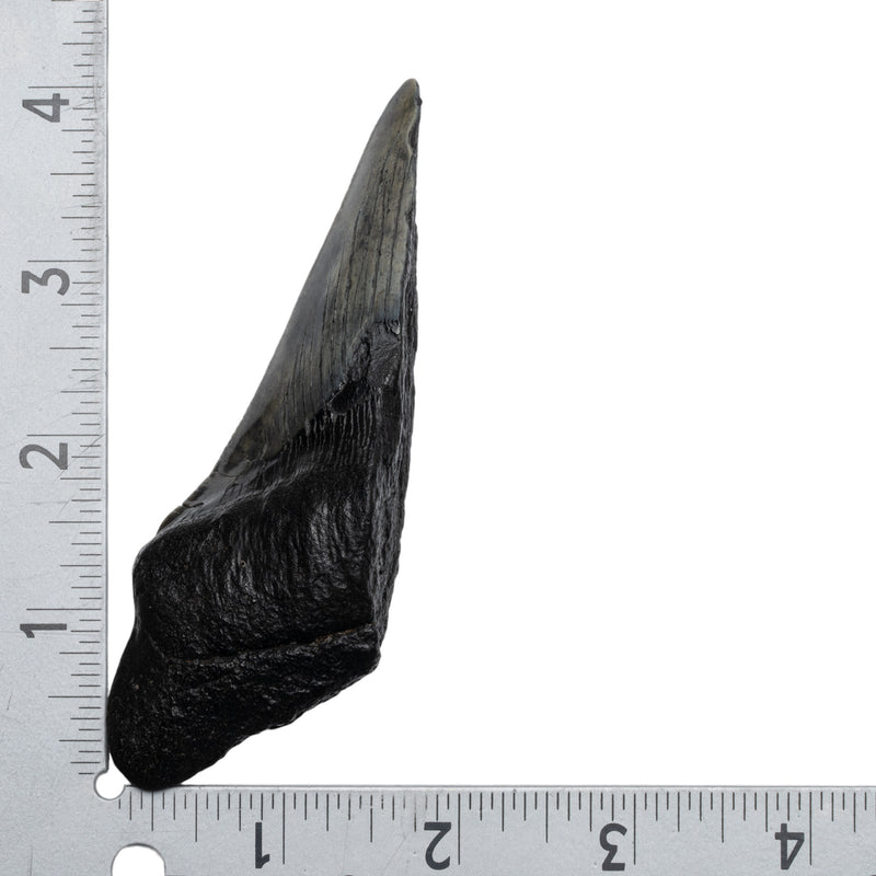 Real Megalodon Tooth - Half
