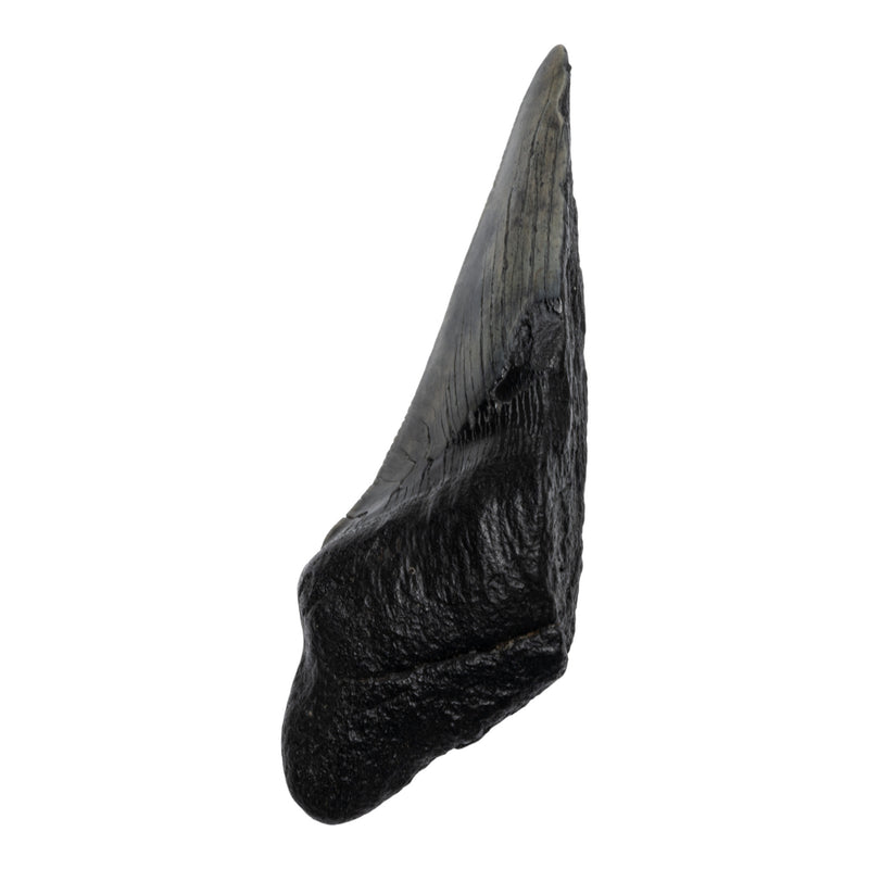 Real Megalodon Tooth - Half
