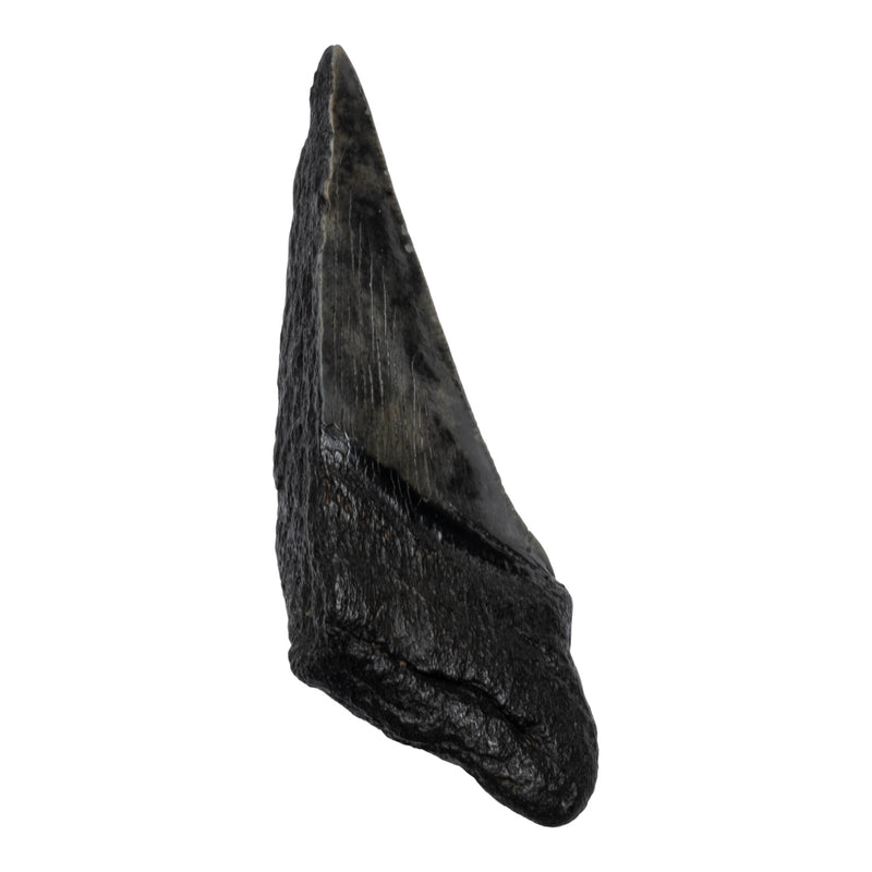Real Megalodon Tooth - Half