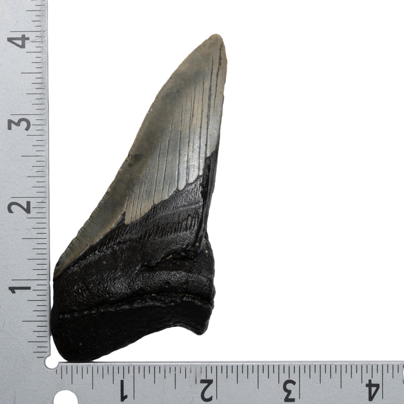 Real Megalodon Tooth - Half
