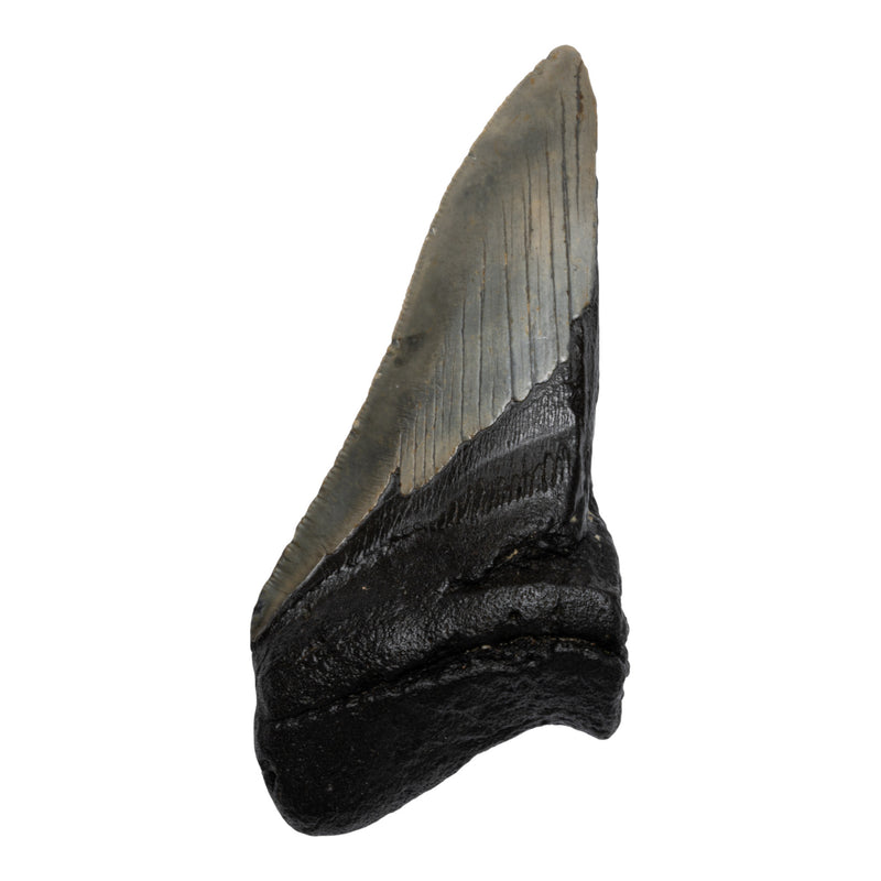 Real Megalodon Tooth - Half