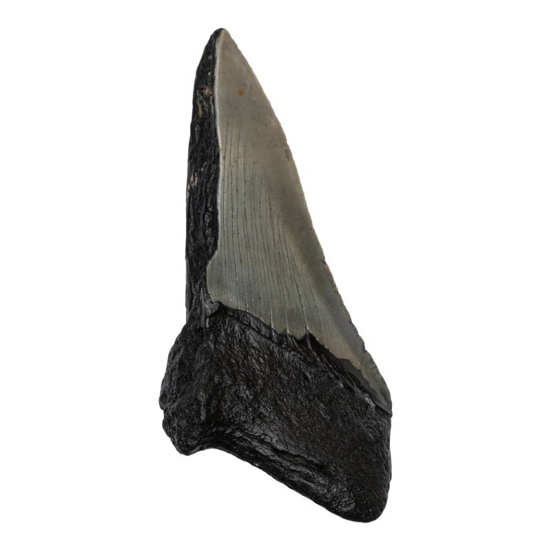 Real Megalodon Tooth - Half