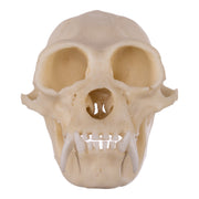Replica Siamang Skull - Large Male