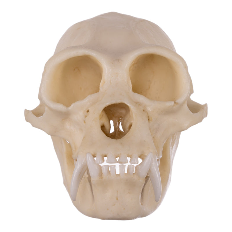 Replica Siamang Skull - Large Male