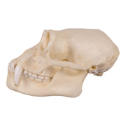 Replica Siamang Skull - Large Male