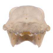 Replica Siamang Skull - Large Male