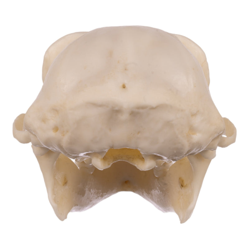 Replica Siamang Skull - Large Male