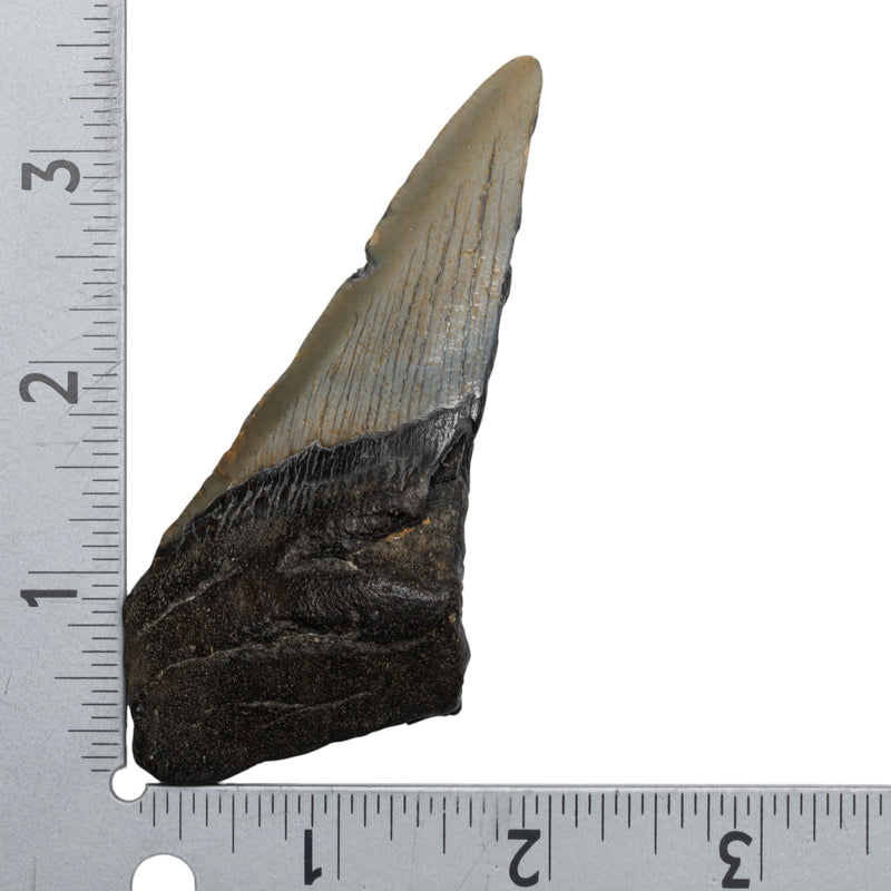 Real Megalodon Tooth - Half