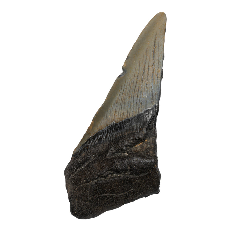 Real Megalodon Tooth - Half