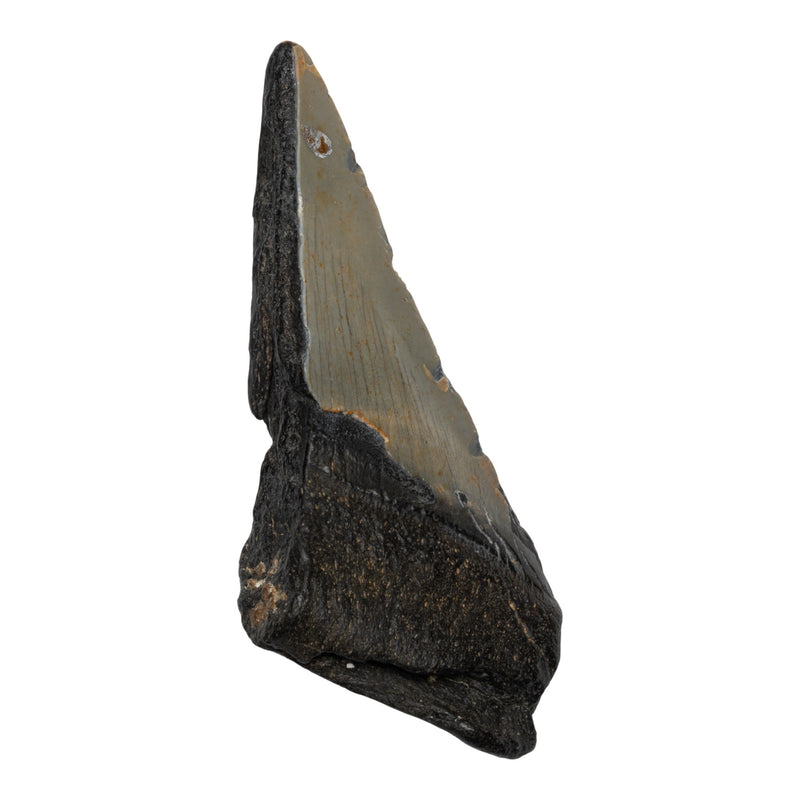 Real Megalodon Tooth - Half