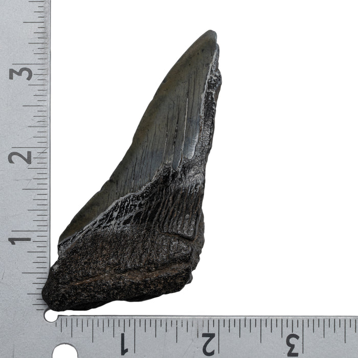 Real Megalodon Tooth - Half