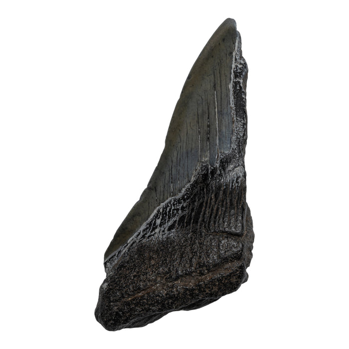 Real Megalodon Tooth - Half