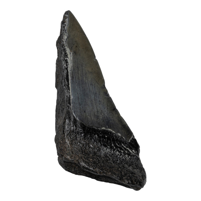 Real Megalodon Tooth - Half