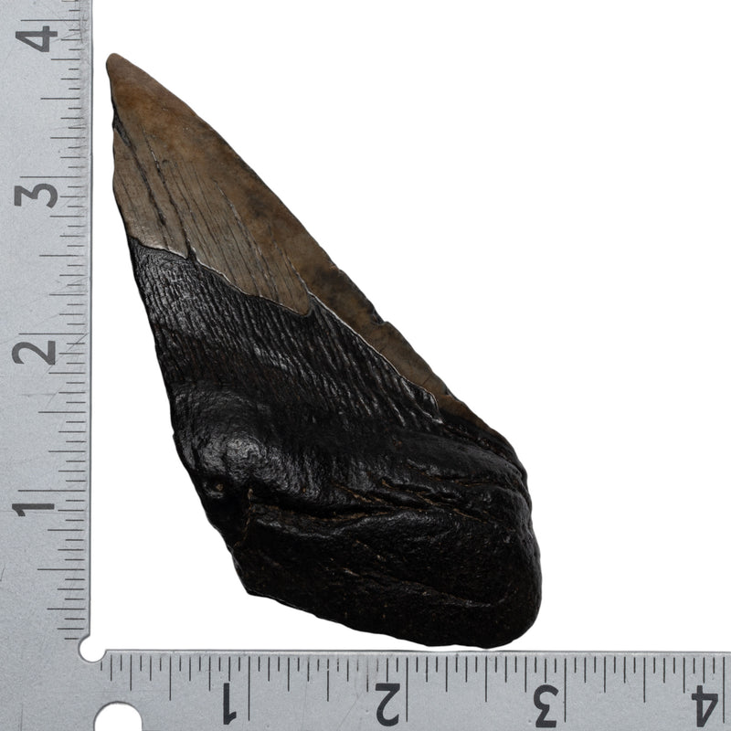 Real Megalodon Tooth - Half