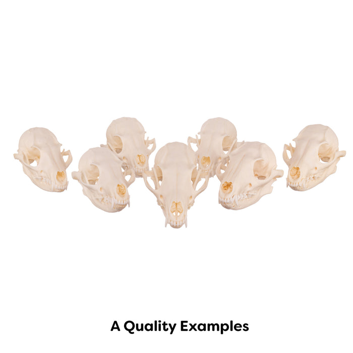 Real Gray Fox Skull