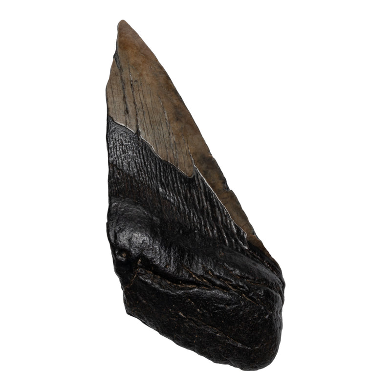 Real Megalodon Tooth - Half