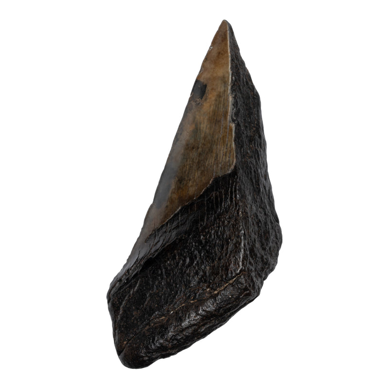 Real Megalodon Tooth - Half